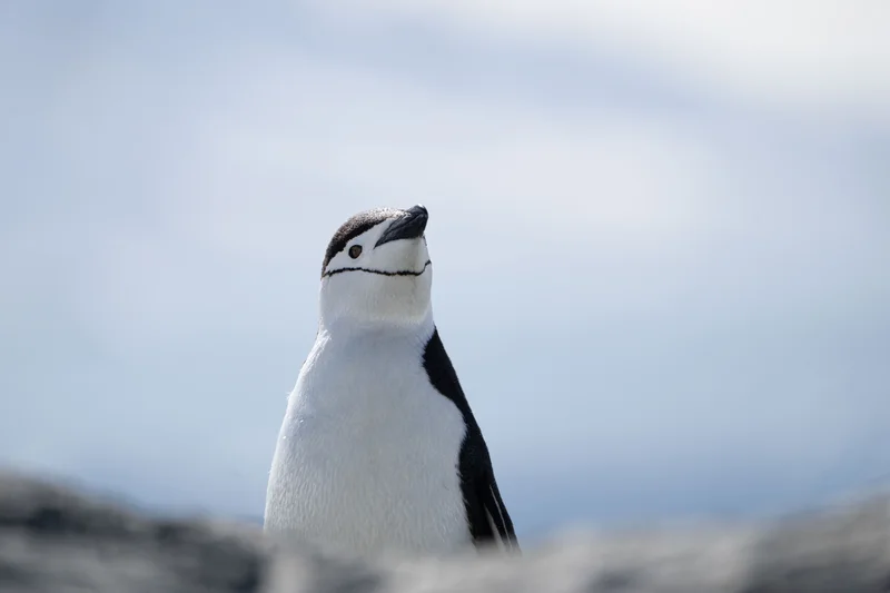Zügelpinguin vor der verschneiten Landschaft bei Palaver Point in der Antarktis