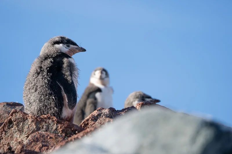 Junge Zügelpinguine auf den Felsen der Hydrurga Rocks in der Antarktis