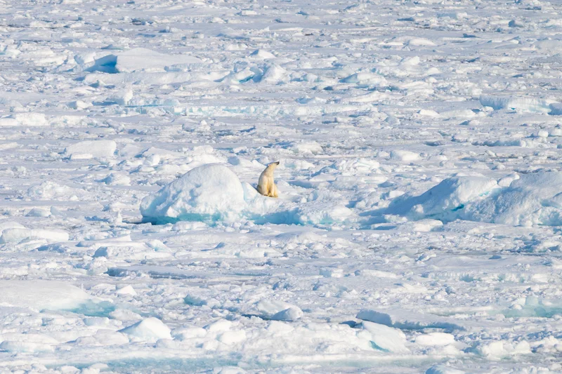 Eisbär zwischen Eisschollen im Packeis vor Spitzbergen